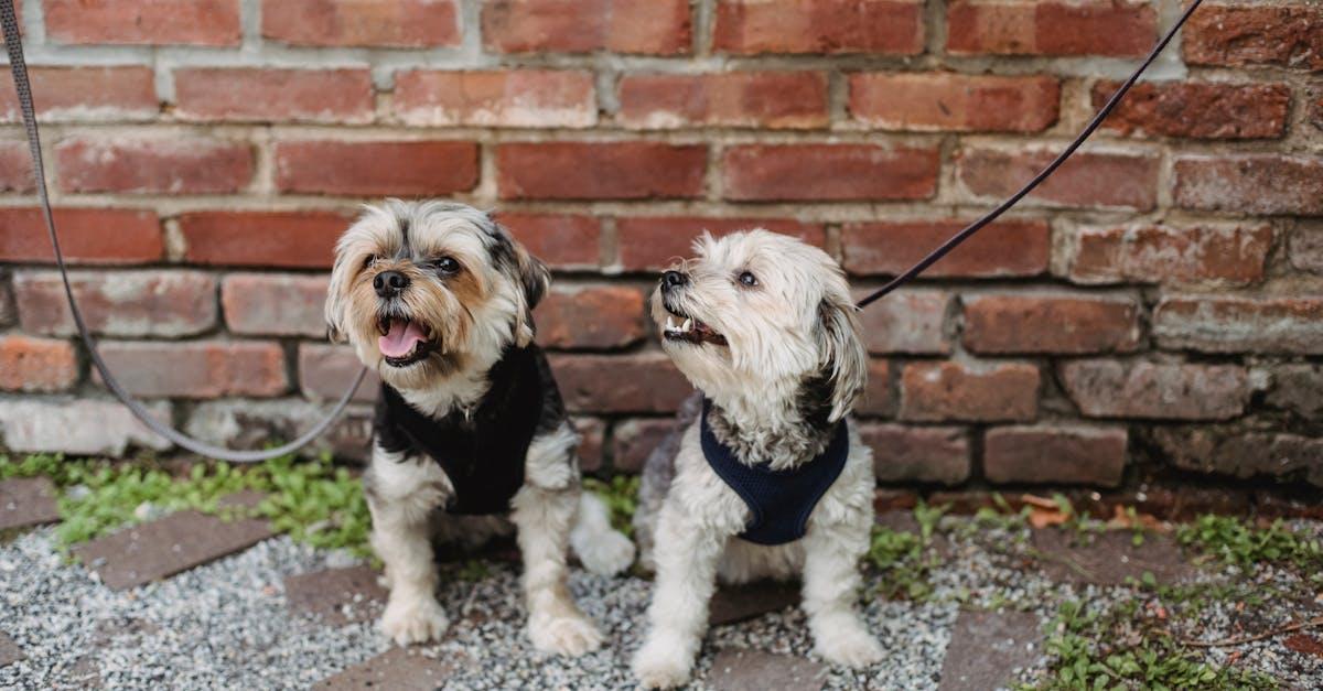 Szelki czy obroża? Zadbaj o komfort i bezpieczeństwo psa — wybierz świadomie