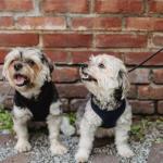 Szelki czy obroża? Zadbaj o komfort i bezpieczeństwo psa — wybierz świadomie