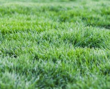 Zielony przez cały rok: Twój harmonogram nawożenia trawnika krok po kroku